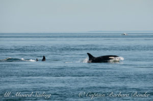 L47 and family with a sudden direction change towards the transients orcas