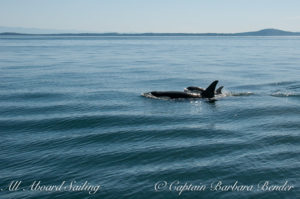 L91 Muncher with her baby boy, born 2015, joining in the frenzy to chase of the transients