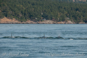 After a brief moment of excitement, all the L47s continued back on course down island as a tight group.