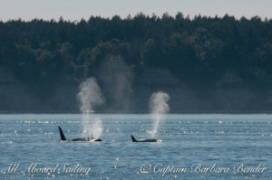 We left the resident orcas to check out the transients, T60's and T2B, who were near Halibut Island