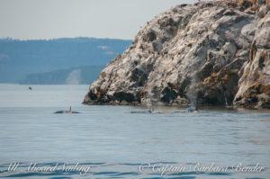 T60's cruising alongside the shore of Mandarte Island