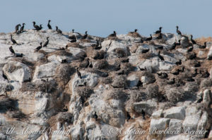 Cormorant Colony on Mandarte Island, Canada