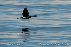 Pelagic Cormorant flying towards the colony up on the rocky cliff