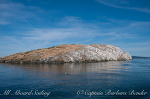Mandarte Island - Cormorant colony on the cliff face