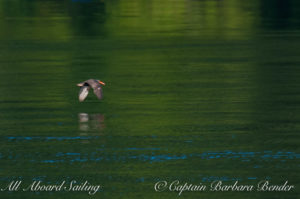 Black Oyster Catcher