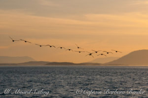Canadian Geese headed for Canada