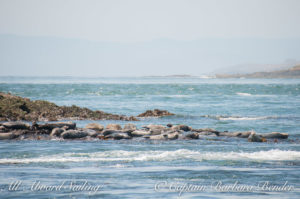 Harbor seals, Cattle Pass