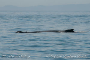 Humpback Whale off South Beach, San Juan Island