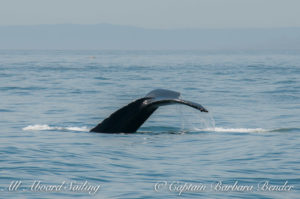 Humpback Whale off South Beach, San Juan Island