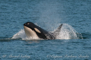 female orca lunging during play with others