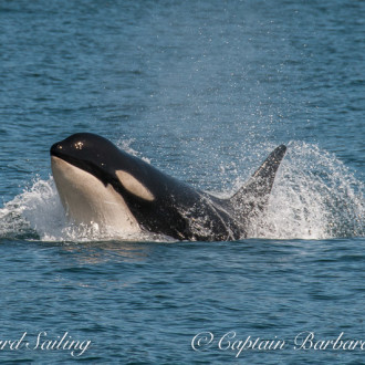 Full Day Sail with Js and Ks, Southern Resident Orcas