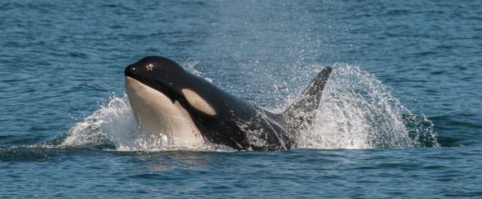 Full Day Sail with Js and Ks, Southern Resident Orcas