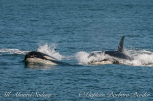 Southern Resident Orcas horsing around