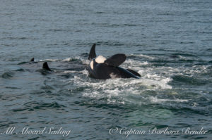 Orca sliding off another's back - three times in a row!