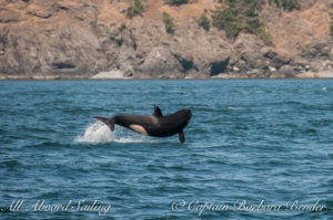 Calf breach - We think this was J51