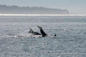 Mom and calf simultaneous tail lobs