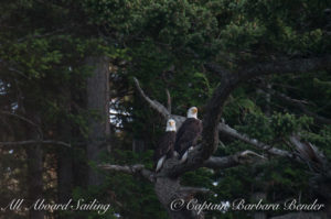 Pair Bald Eagles