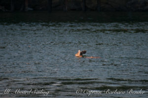 Deer swims to Orcas island