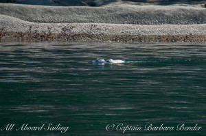 Harbor seal with pup riding on her back
