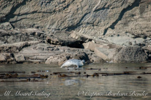 Harbor Seal inshore of Kelp forest