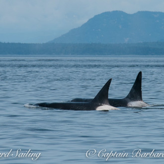 Two male whales traveling together