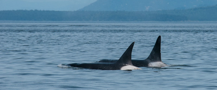 Two male whales traveling together