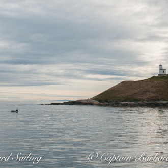 Transient Orca family T77’s circumnavigate San Juan Island today