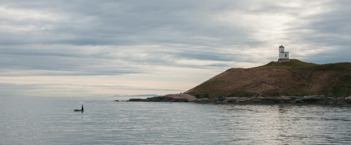 Transient Orca family T77’s circumnavigate San Juan Island today