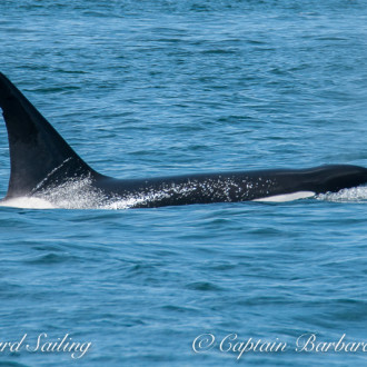 Sailing with T124C, a solitary male orca