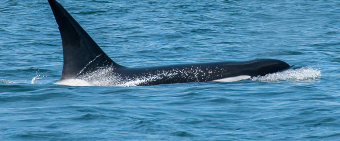 Sailing with T124C, a solitary male orca