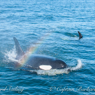 J Pod returns and Orcas Island firework show