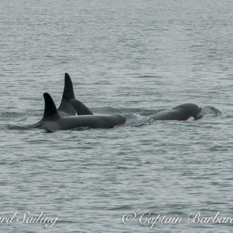 J Pod at Swirl Island