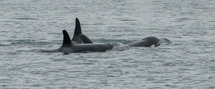 J Pod at Swirl Island