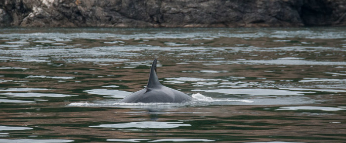J pod Group A meets up with J pod Group B