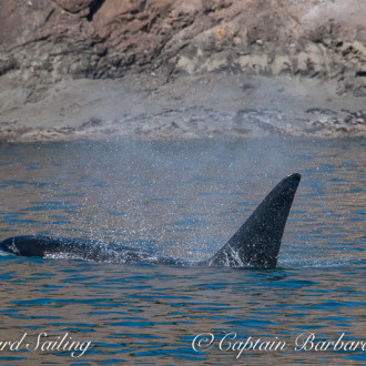 The T49A’s – one of our most “Resident” Transient Orca families