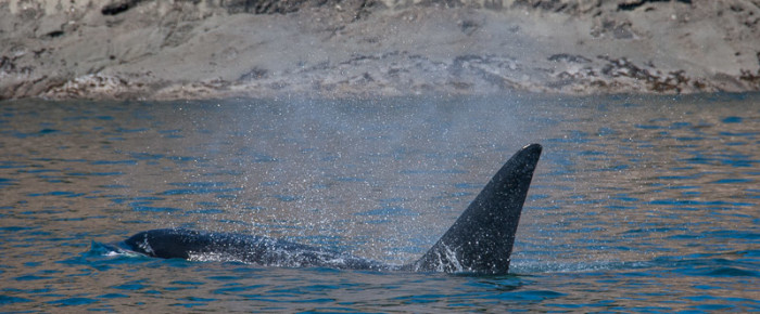 The T49A’s – one of our most “Resident” Transient Orca families