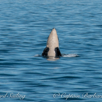 Strange behaviour,  J’s, Harbor Porpoise and minkes