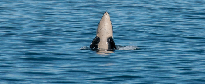 Strange behaviour,  J’s, Harbor Porpoise and minkes