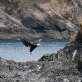 Bald Eagles and Pacific Oyster Catchers
