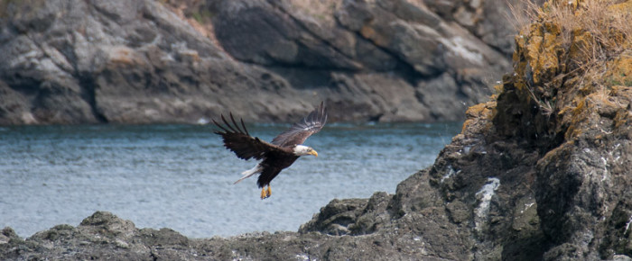 Bald Eagles and Pacific Oyster Catchers