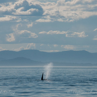 San Juan Island Whale watching