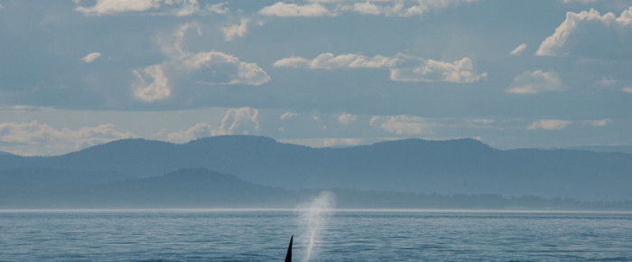 San Juan Island Whale watching