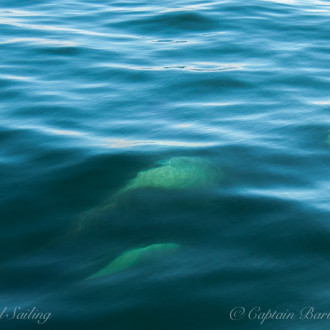 J pod and L pod West side foraging