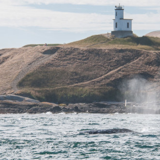 A special visit of two Gray Whales