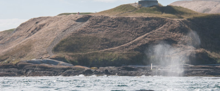 A special visit of two Gray Whales