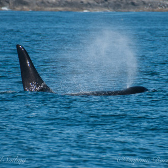 J17s foraging at false Bay