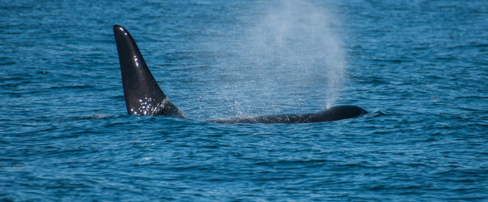 J17s foraging at false Bay