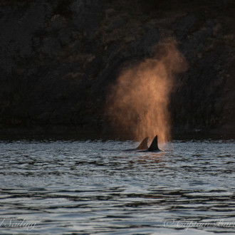 Sailing with  Transient Orcas, T34s with T37 and T37B’s