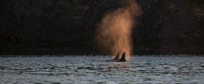 Sailing with  Transient Orcas, T34s with T37 and T37B’s