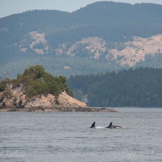 Transient Orcas the T65A’s at Canoe Island